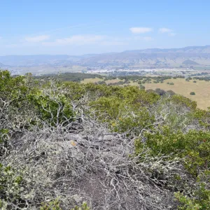 Garden field trip to Indian Knob, San Luis Obispo county