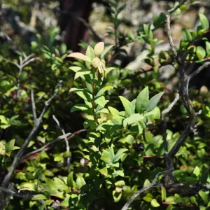 Garden field trip to Indian Knob, San Luis Obispo county