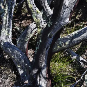 Garden field trip to Indian Knob, San Luis Obispo county