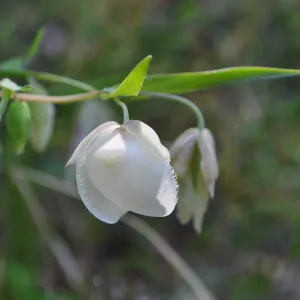 Garden field trip to Indian Knob, San Luis Obispo county