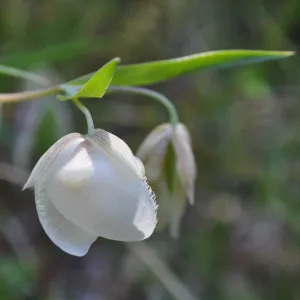 Garden field trip to Indian Knob, San Luis Obispo county