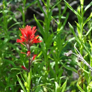 Garden field trip to Indian Knob, San Luis Obispo county