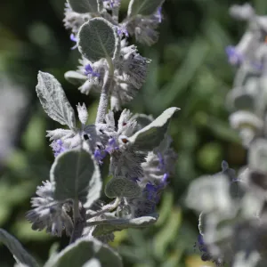 Hyptis 'Silver Lining'