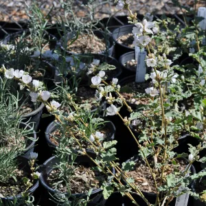Shpaeralcea 'La Luna'