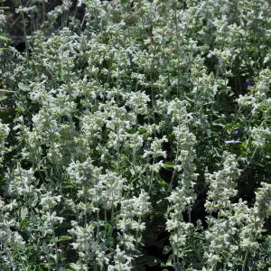 Salvia 'Baja Blanca'