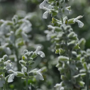 Salvia 'Baja Blanca'