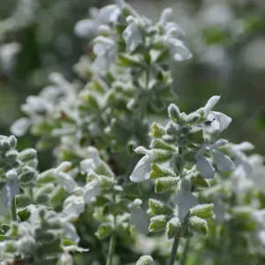 Salvia 'Baja Blanca'