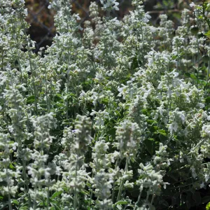 Salvia 'Baja Blanca'