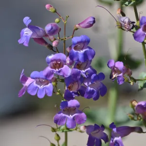 Penstemon spectabilis for PIP