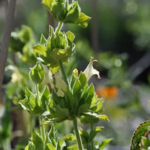 Salvia 'Avis Keedy'