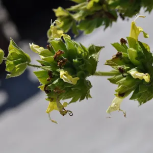 Salvia 'Avis Keedy'