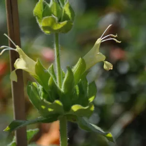 Salvia 'Avis Keedy'