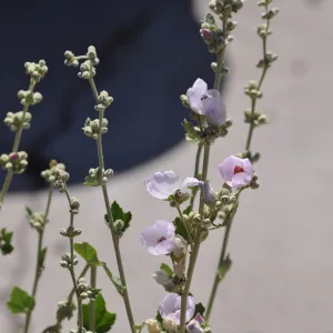 Malacothamnus fascicularis from Chatsworth