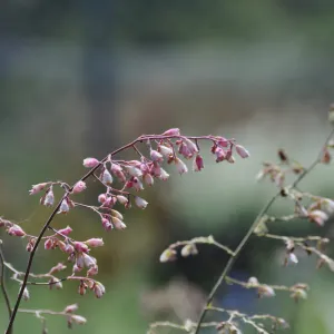 Heuchera 'Blushing Bells'