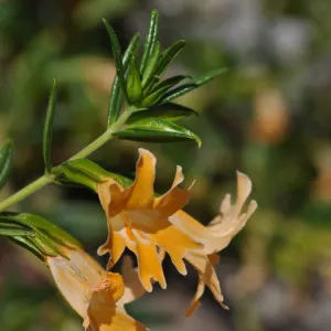 Mimulus bifidus
