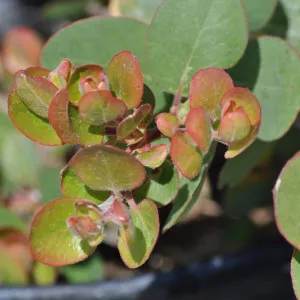 Arctostaphylos 'Canyon Blush'