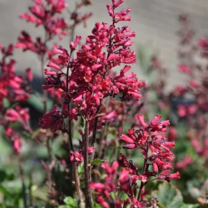 Heuchera 'Canyon Delight'