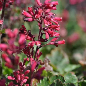 Heuchera 'Canyon Delight'
