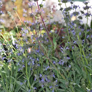 Salvia 'Dara's Choice'