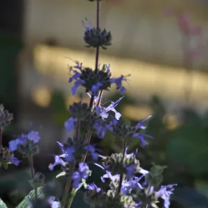 Salvia 'Dara's Choice'