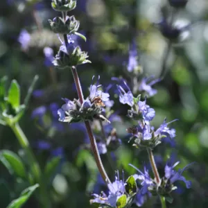 Salvia 'Dara's Choice'