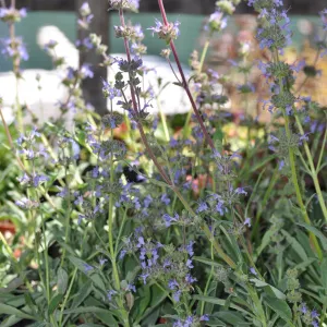 Salvia 'Dara's Choice'