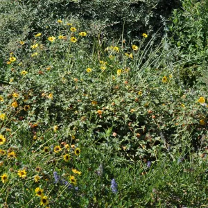 Fremontodendron 'Dara's Gold'