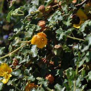 Fremontodendron 'Dara's Gold'