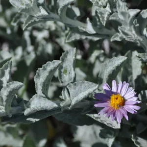 Lessingia 'Smart Aster'