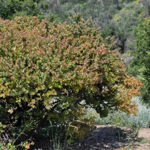Arctostaphylos 'Canyon Blush'
