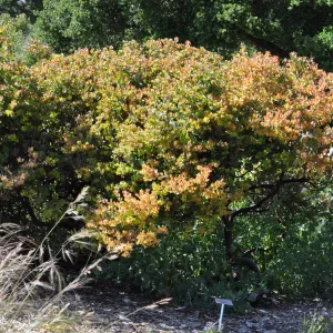 Arctostaphylos 'Canyon Blush'
