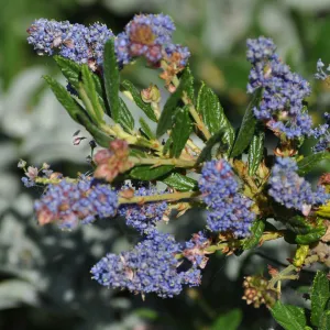 Ceanothus 'Wheeler Canyon'