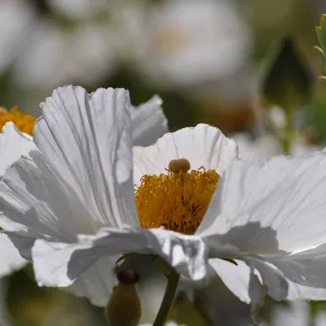 Romneya 'Butterfly' matilija poppy
