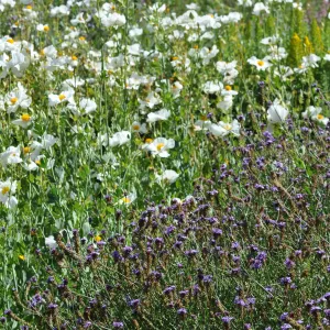 Verbena 'de la Mina', Romneya 'Butterfly'