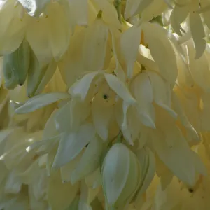 Yucca whipplei, Porter Trail