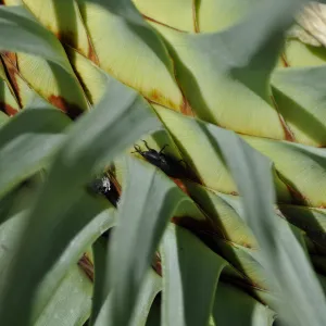 Yucca whipplei, Porter Trail
