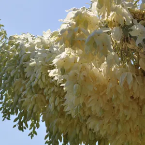 Yucca whipplei, Porter Trail