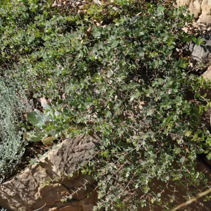 Arctostaphylos 'Arroyo Cascade'