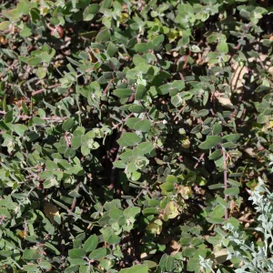 Arctostaphylos 'Arroyo Cascade'