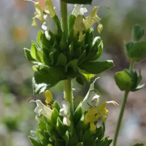 Salvia 'Avis Keedy'