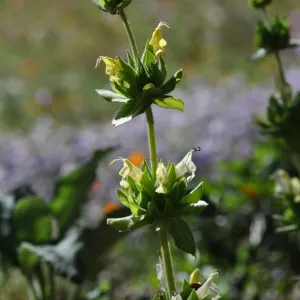 Salvia 'Avis Keedy'