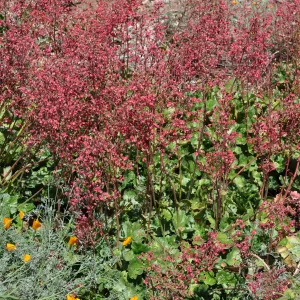 Heuchera 'Canyon Delight'