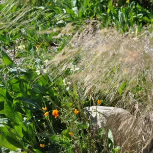 Anemopsis californica, Nassella pulchra, Meadow