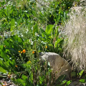 Anemopsis californica, Nassella pulchra, Meadow