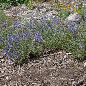 Penstemon heterophyllus 'Dara's Blue'