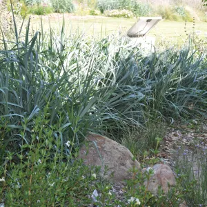 Leymus 'Canyon Prince'