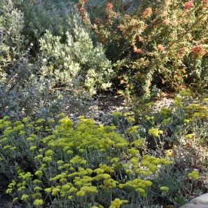 Eriogonum 'Shasta Sulpher'