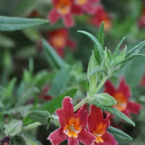 Diplacus 'Jesusita Phoenix'