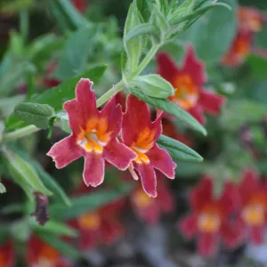 Diplacus 'Jesusita Phoenix'