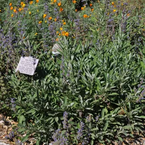 Salvia 'Dara's Choice'